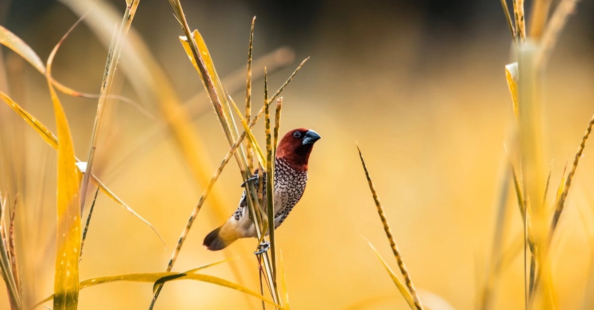 Твердые решения в Wild West Gold Megaways стратегия игры