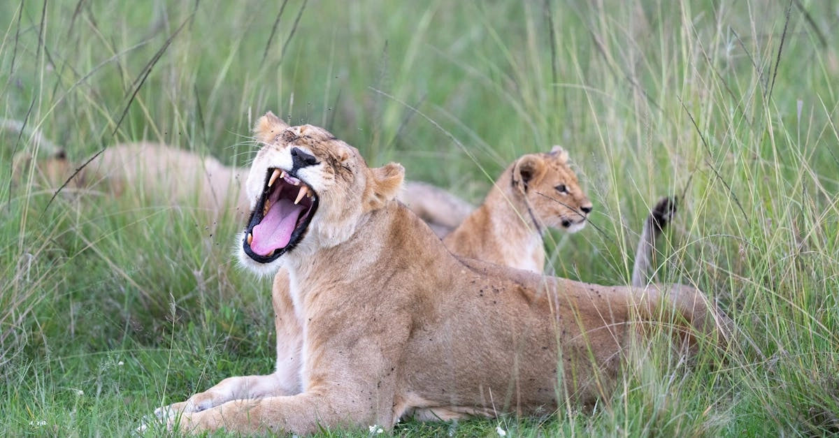 Wild West Gold слот игра с ковбойской тематикой