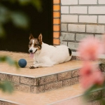 Слот-игра The Dog House как пример стратегического игрового подхода